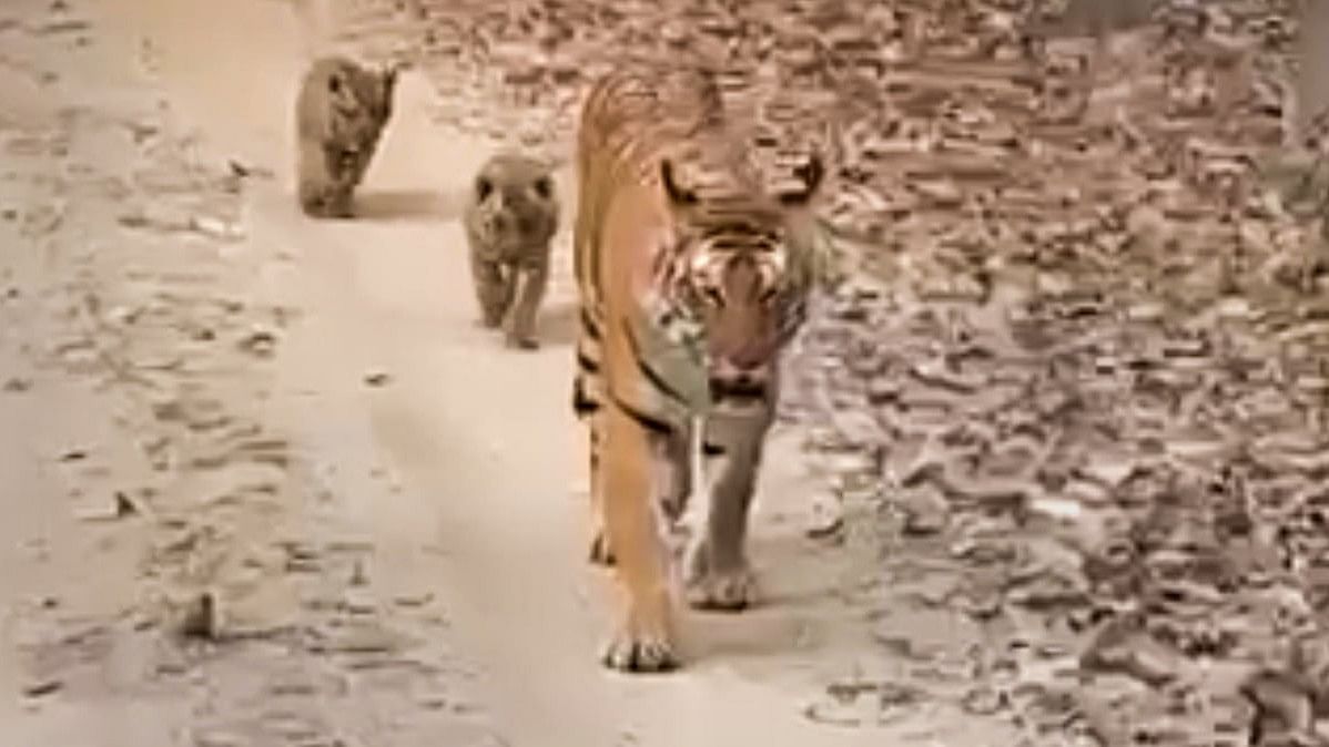 <div class="paragraphs"><p>File photo of a Tigress with her cubs in Madhya Pradesh’s Pench Tiger Reserve.&nbsp;</p></div>