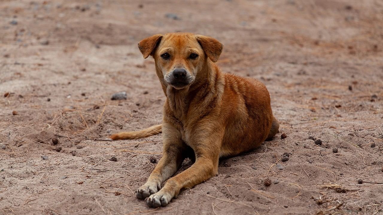 <div class="paragraphs"><p>Nine persons, including children, were bitten by a dog, suspected to be a pet, near Muvattupuzha here on Thursday. (Representative image)</p></div>