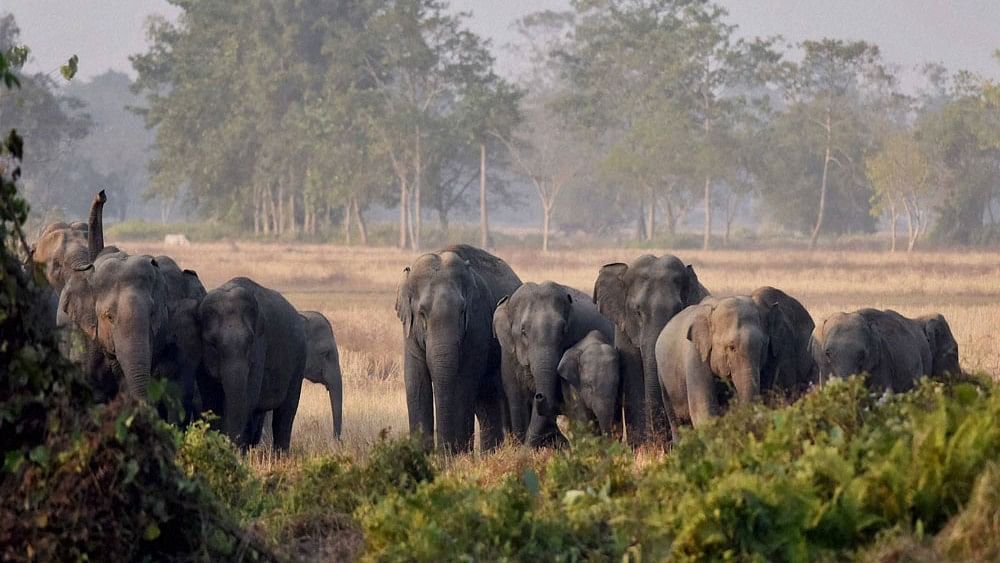 <div class="paragraphs"><p>An elephant corridor. Representative image.</p></div>