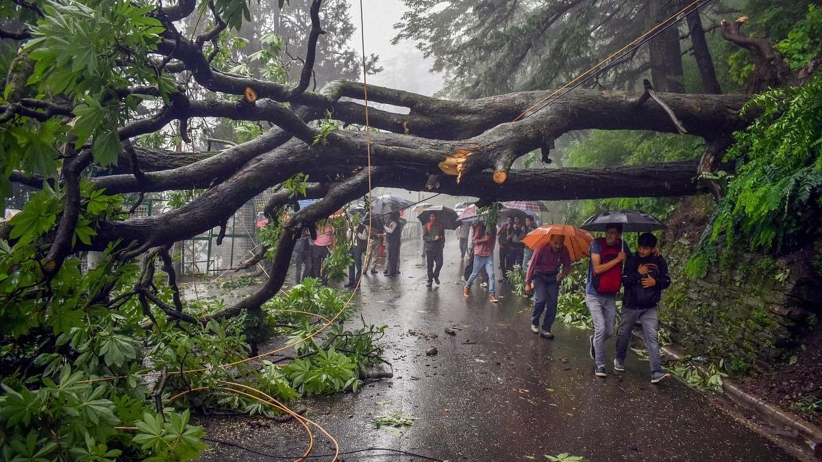 <div class="paragraphs"><p> An uprooted tree falls in a road following heavy rainfall. (Representational image)&nbsp;</p></div>