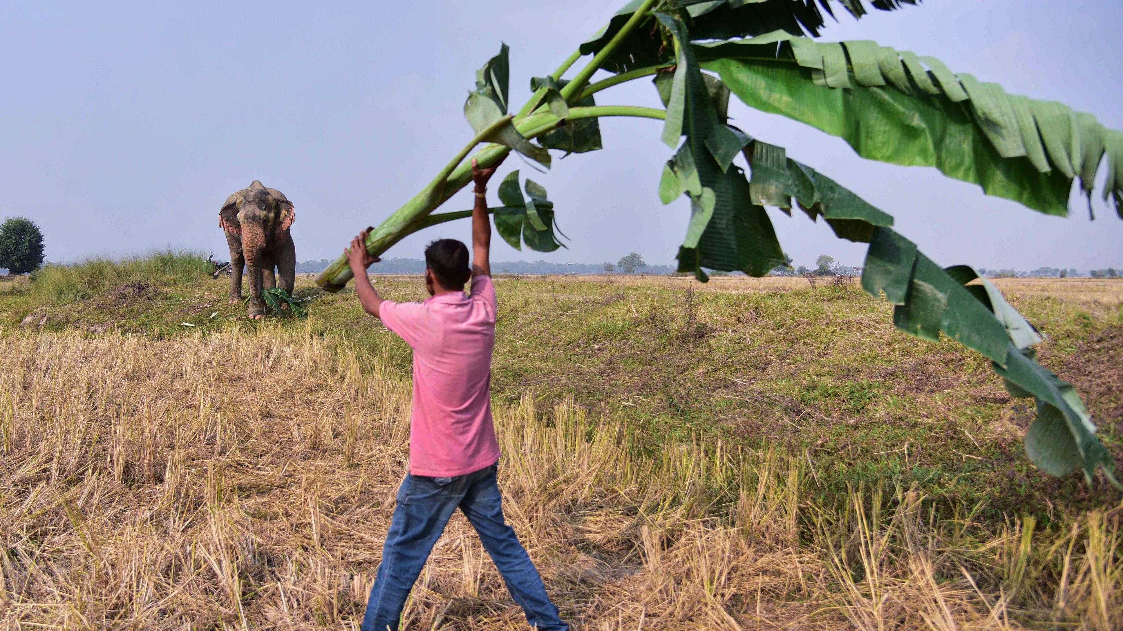 <div class="paragraphs"><p>In Medinipur forest range  deaths and destruction from instances of man-animal conflict continue to take place at regular intervals.</p></div>