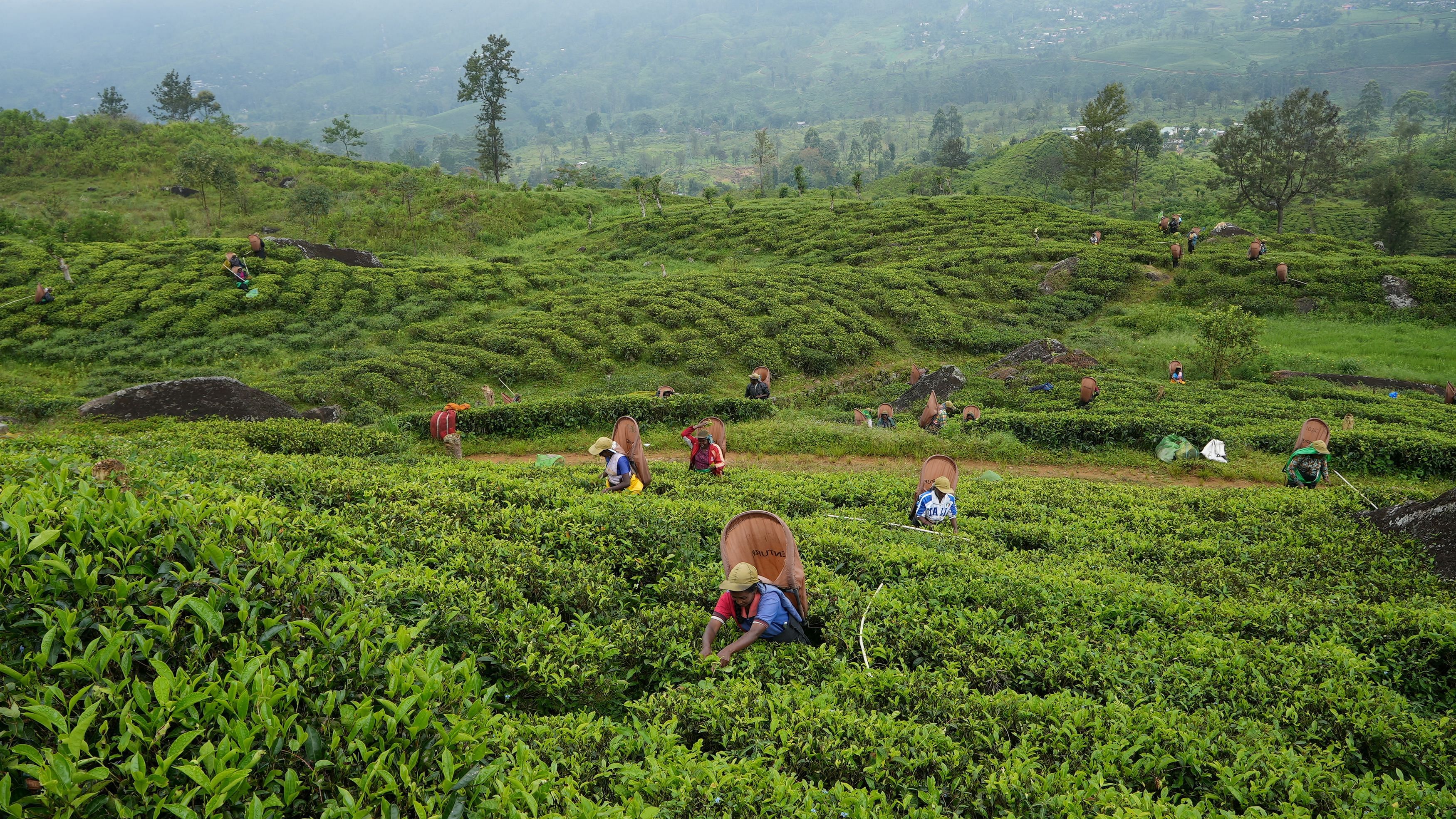 <div class="paragraphs"><p>Photo of a tea plantation.</p></div>