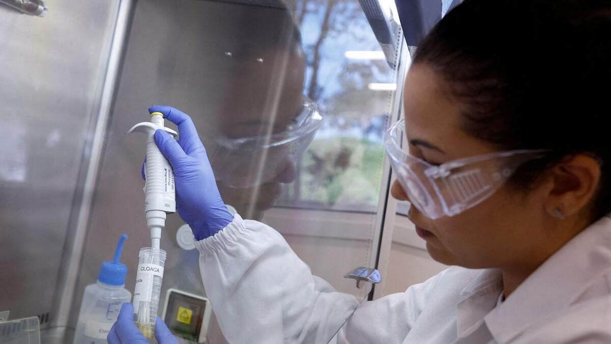 <div class="paragraphs"><p>Talita de Lima Freitas, federal agricultural inspector, works on a sample to test for avian influenza virus at the Reference Laboratory of the World Organization.</p></div>