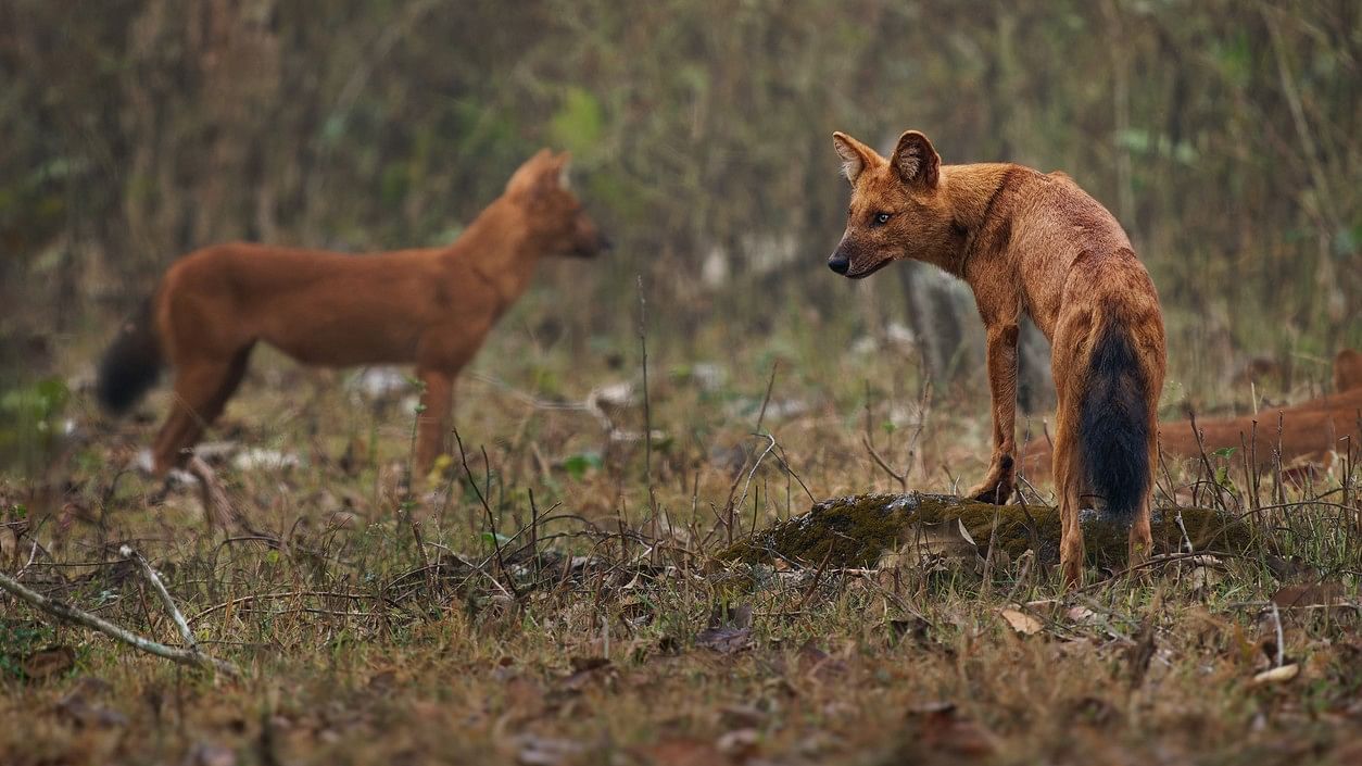 <div class="paragraphs"><p>Wild dogs (Representative image)</p></div>