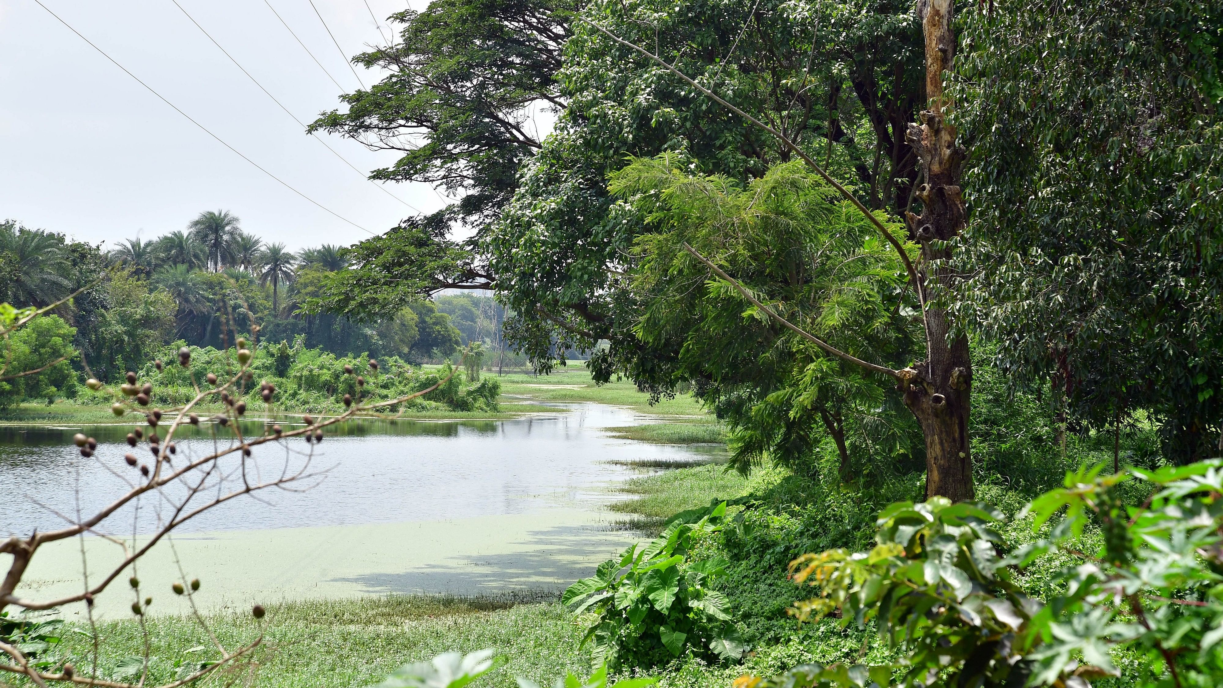 <div class="paragraphs"><p>A view of the Puttenahalli lake. </p></div>