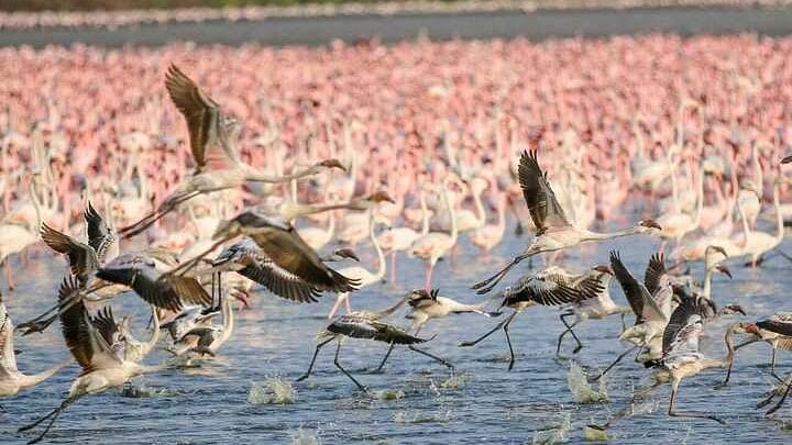 <div class="paragraphs"><p>Flamingos.</p></div>