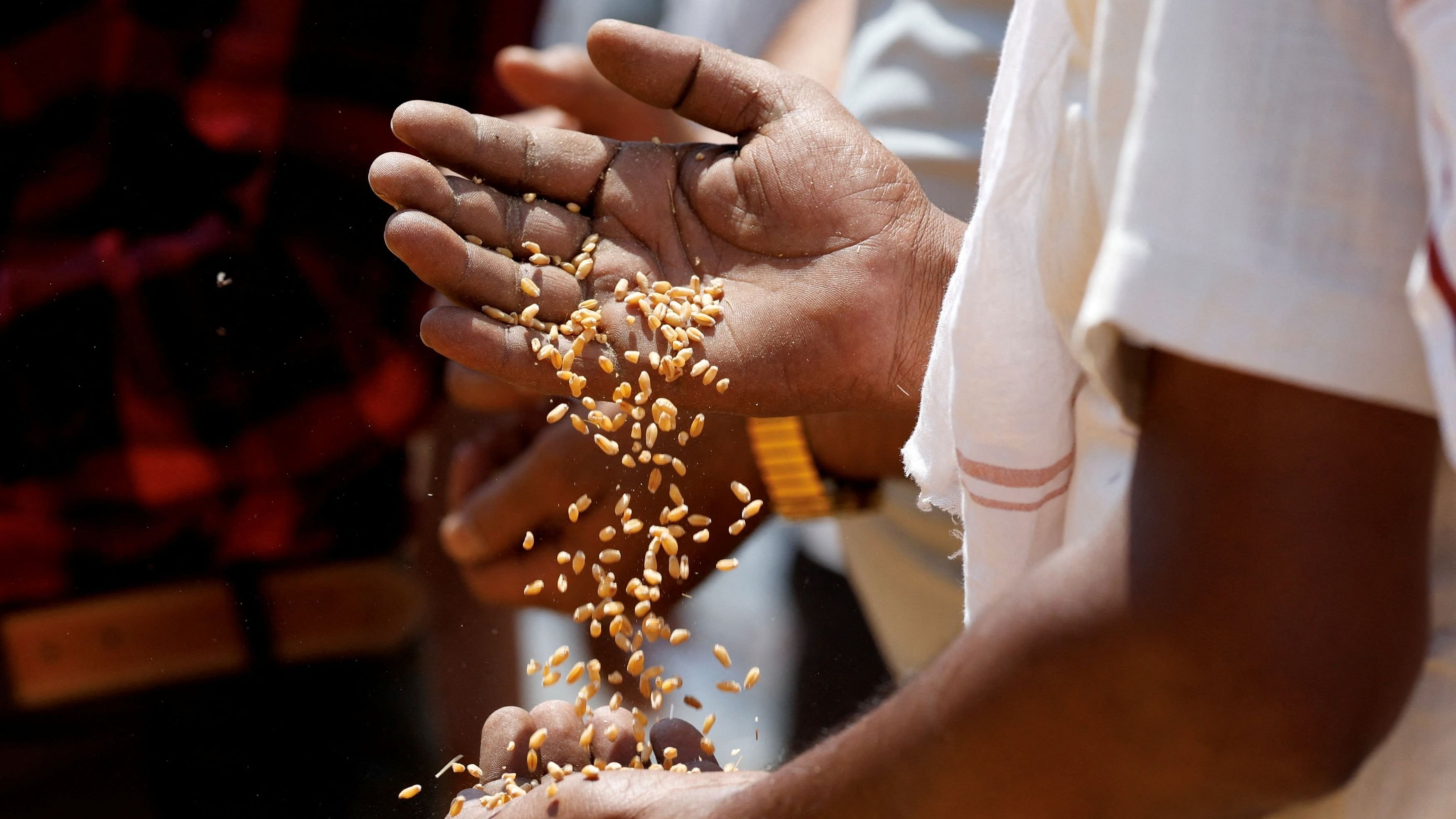 <div class="paragraphs"><p>A buyer checks the quality of wheat.</p></div>