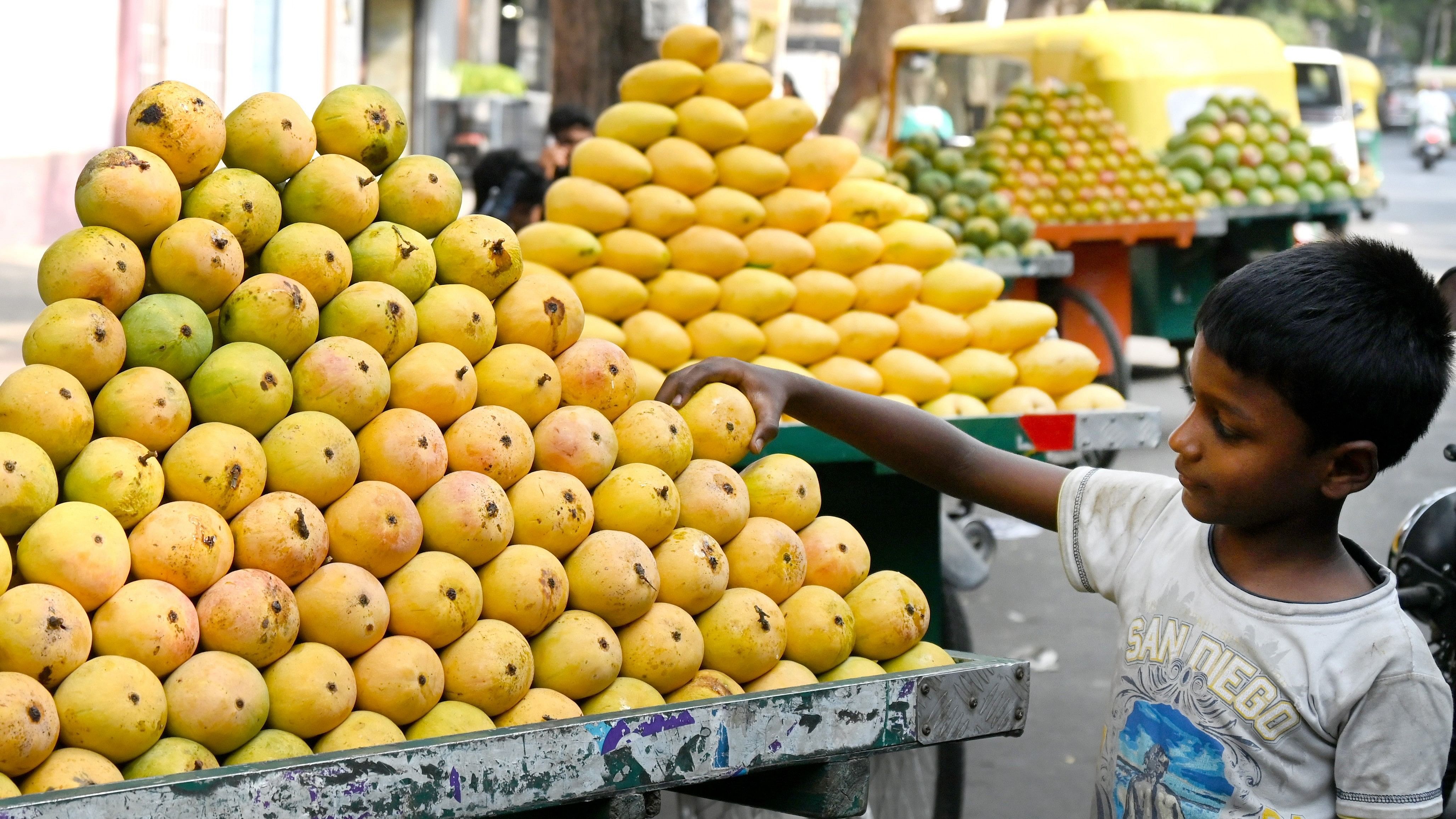 <div class="paragraphs"><p>In the market, the mango fruit is placed on a log and the boy is assembling the mango fruit in a cart pushed by the boy on Basavanagudi road.  <br></p></div>