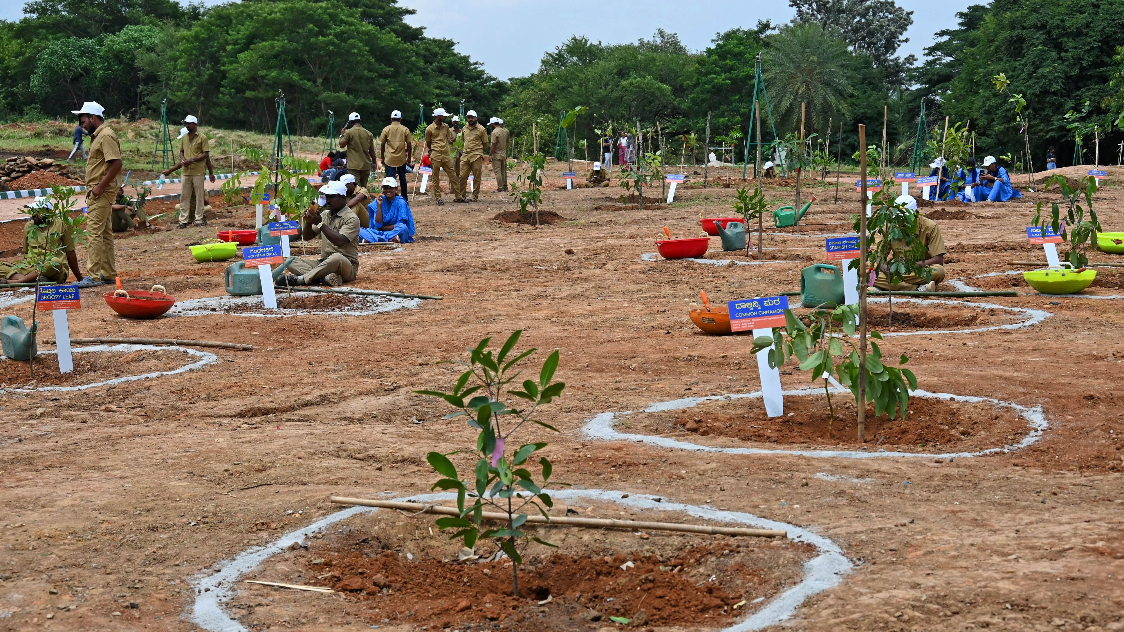 <div class="paragraphs"><p>Various saplings, mainly from Western Ghats planted at Lalbagh in Bengaluru on  August 01, 2023. </p></div>