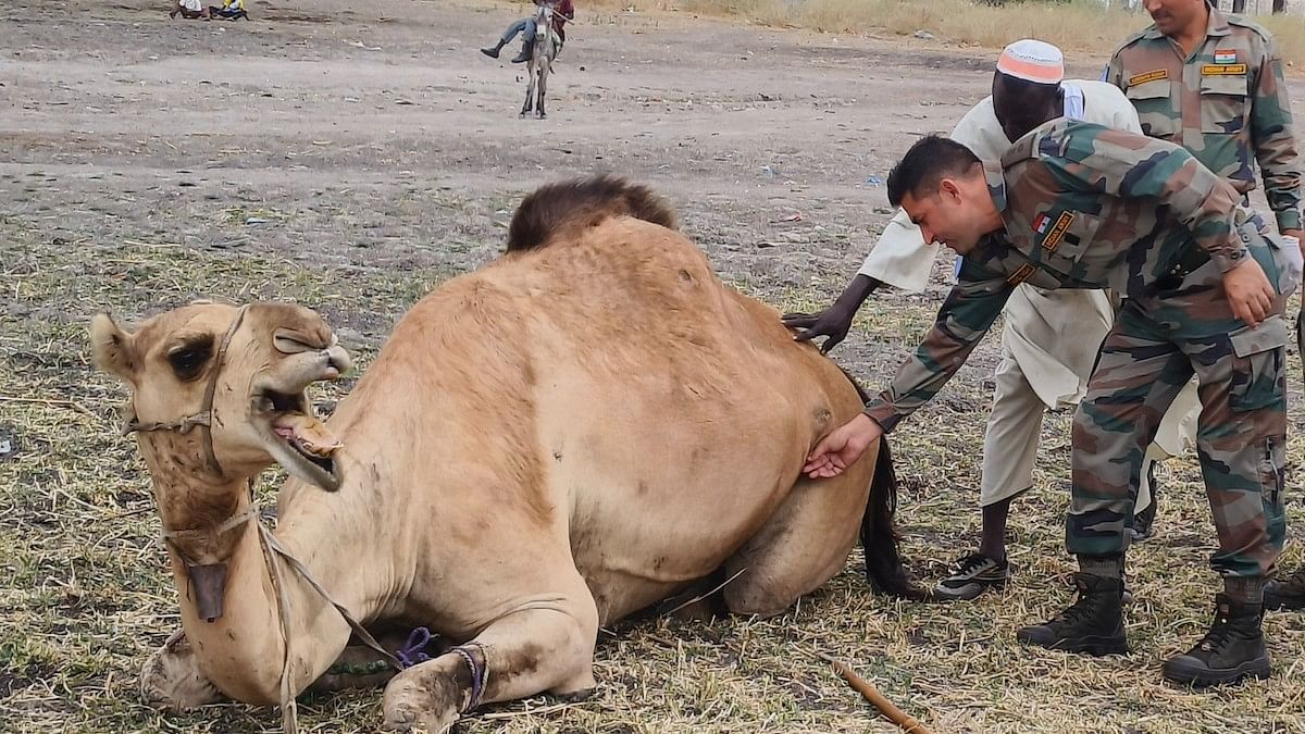 <div class="paragraphs"><p>UNMISS peacekeepers from India recently organized a free veterinary camp for cows, goats &amp; other farm animals in Kodok, where they were treated en masse.</p></div>