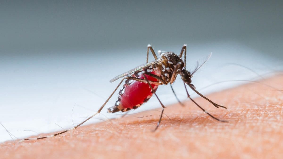 <div class="paragraphs"><p>Disease causing viruses spread through mosquito bites&nbsp;</p></div>