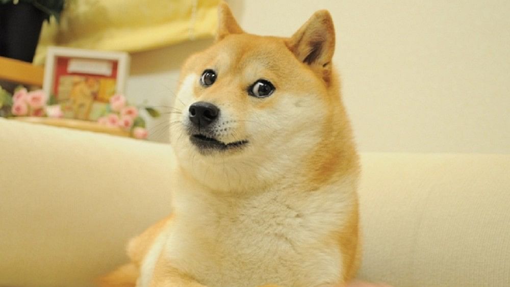 <div class="paragraphs"><p>Kabosu, the inspiration behind Dogecoin</p></div>