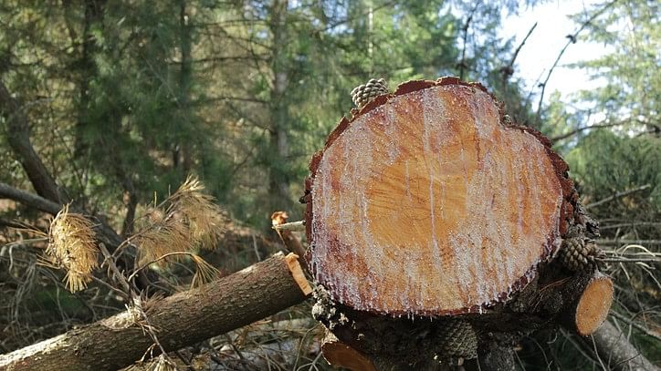 <div class="paragraphs"><p>Trees being felled for  (Representative image)</p></div>