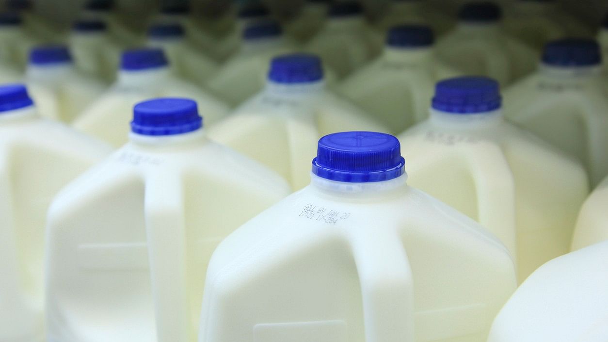 <div class="paragraphs"><p>Representative image showing milk cartons.</p></div>