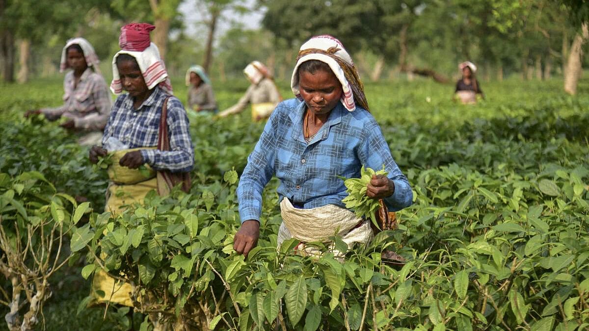 <div class="paragraphs"><p>Women collect tea leaves in Assam.</p></div>