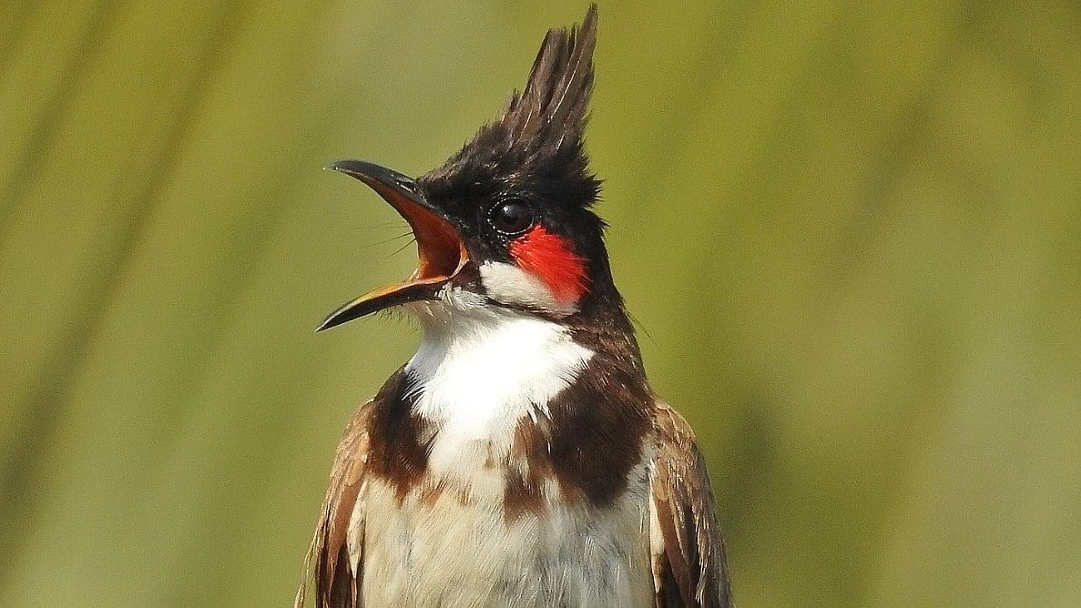 <div class="paragraphs"><p>Red-whiskered Bulbul</p></div>