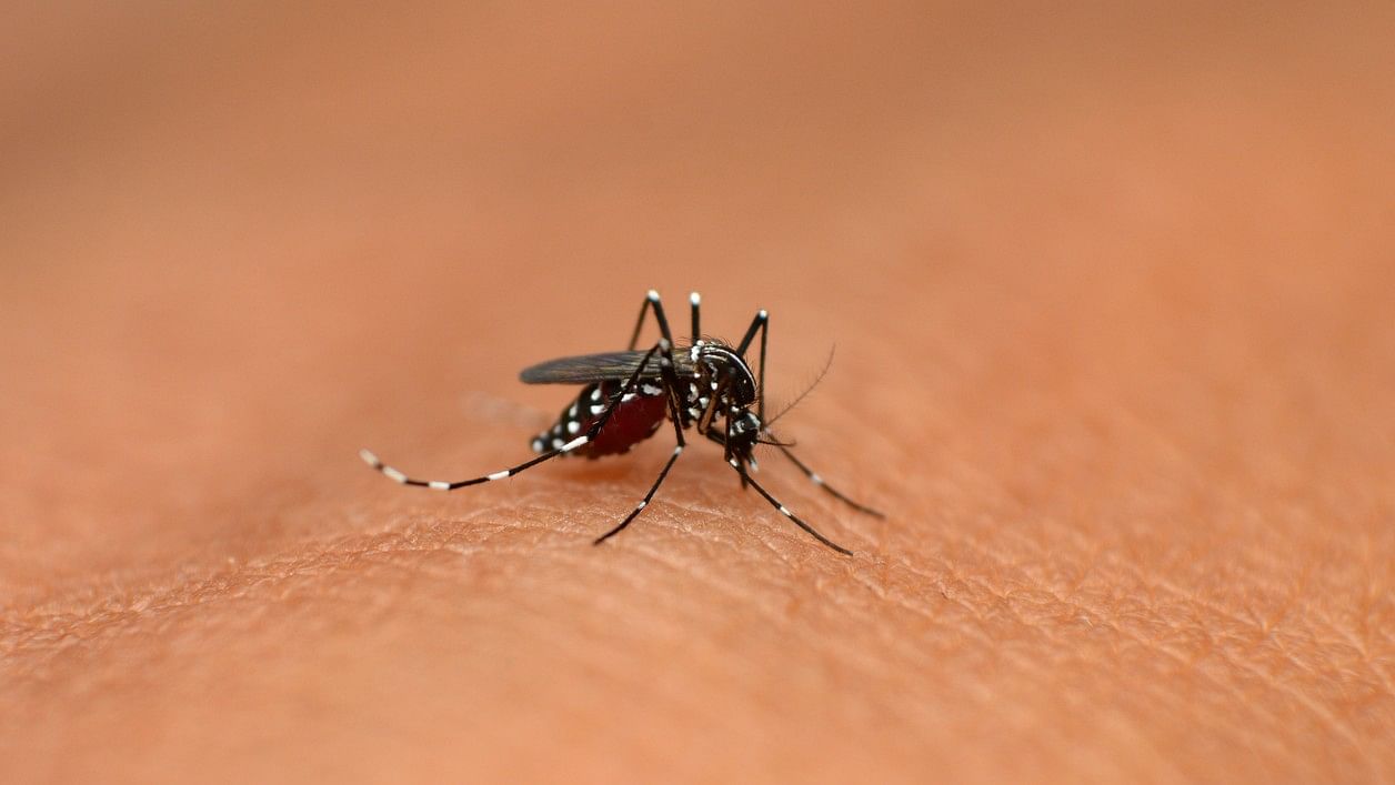 <div class="paragraphs"><p>Currently, there is no vaccination against the WNV and thus people should protect themselves from mosquito bites.</p></div>