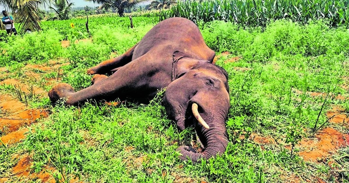 Carcass of two elephants found in Kodagu