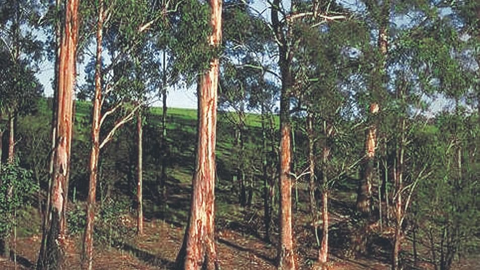 <div class="paragraphs"><p>Representative picture of eucalyptus plantations</p></div>