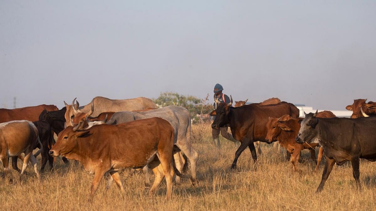 <div class="paragraphs"><p>A man herds cattle. Image for representation.</p></div>