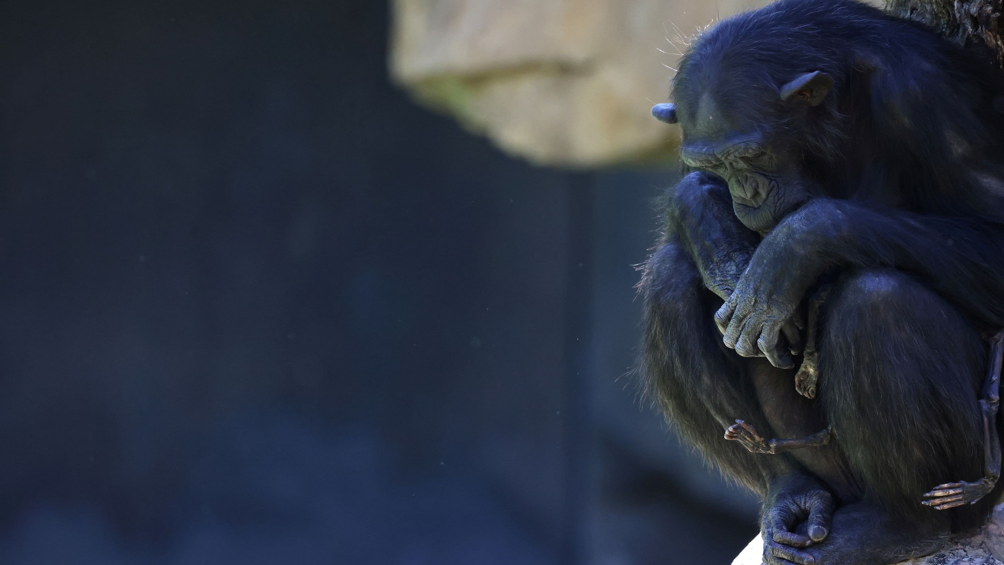 <div class="paragraphs"><p>Natalia, a chimpanzee that has carried her dead baby for months, which experts say must be respected and reveals that grieving is not exclusive to humans, looks on as she sits on a rock at Valencia's Bioparc, Spain.</p></div>