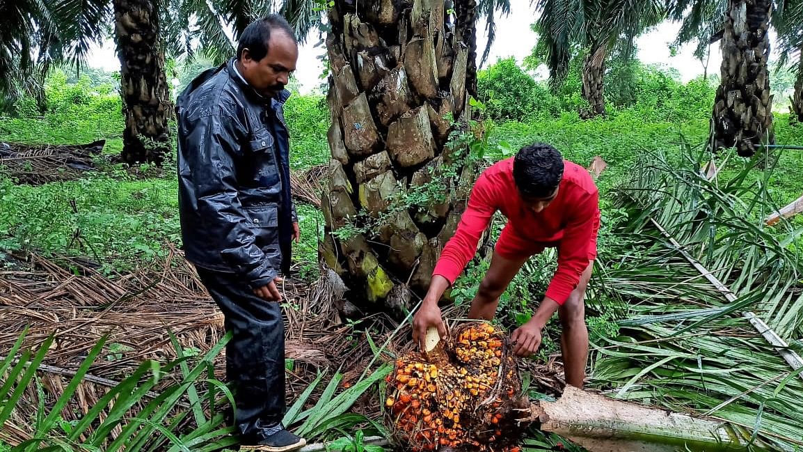 <div class="paragraphs"><p>A worker checks a fresh fruit bunch of oil palm during harvest at a palm oil plantation.</p></div>