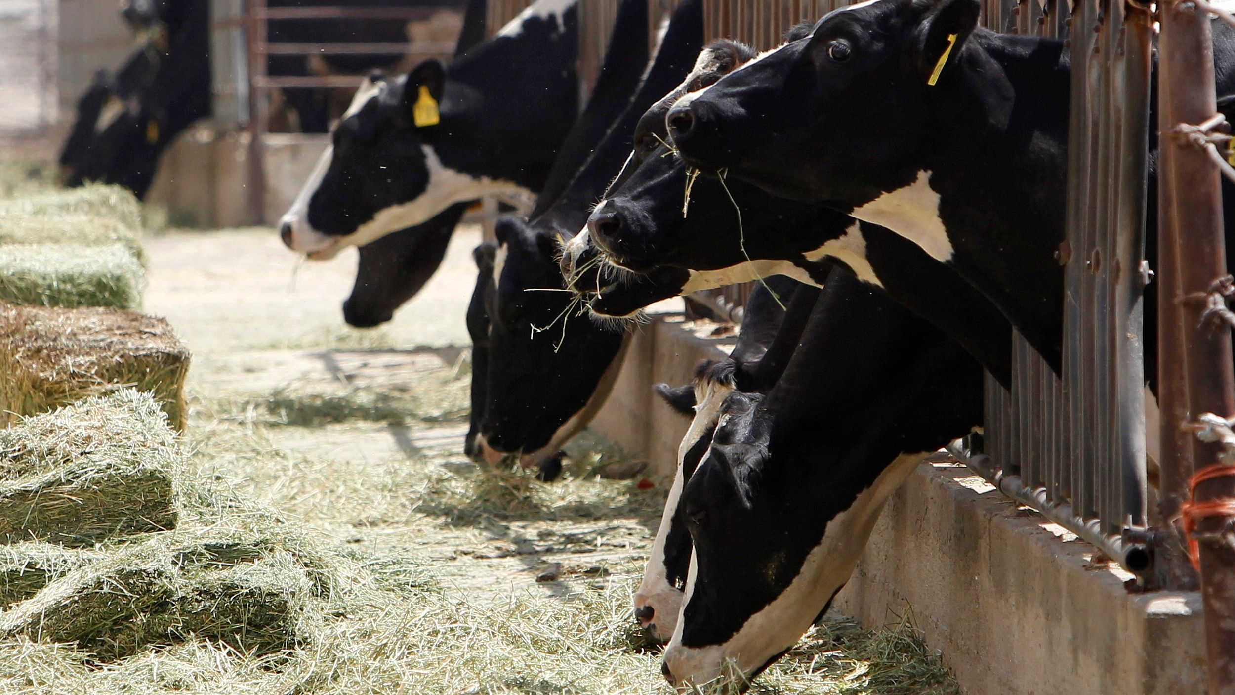 <div class="paragraphs"><p>Dairy cows feed from a trough in Chino, California</p></div>