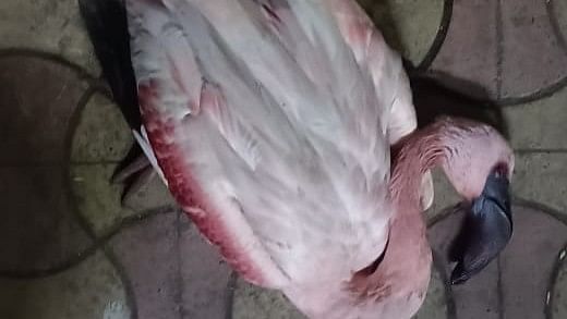 <div class="paragraphs"><p>A flamingo after a flying plane hit the bird&nbsp;over Laxmi Nagar area of Pant Nagar in Ghatkopar suburbs of Mumbai.</p></div>