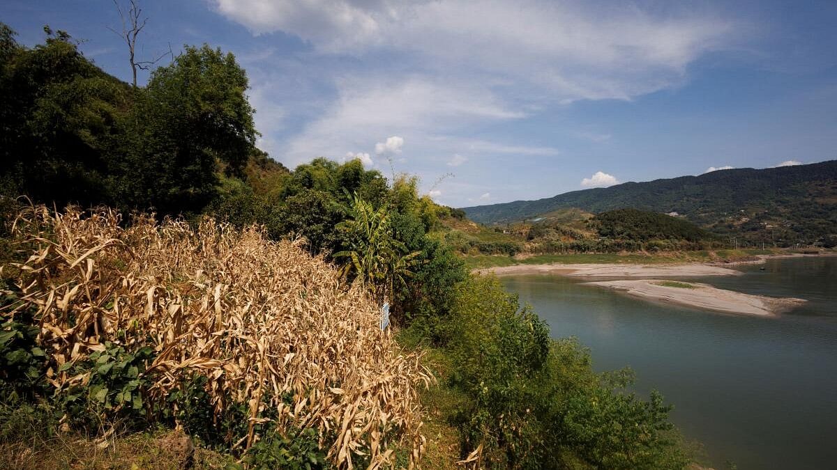 <div class="paragraphs"><p>A dry corn field is seen on the bank of the Yangtze that is approaching record low water levels in Chongqing, China</p></div>