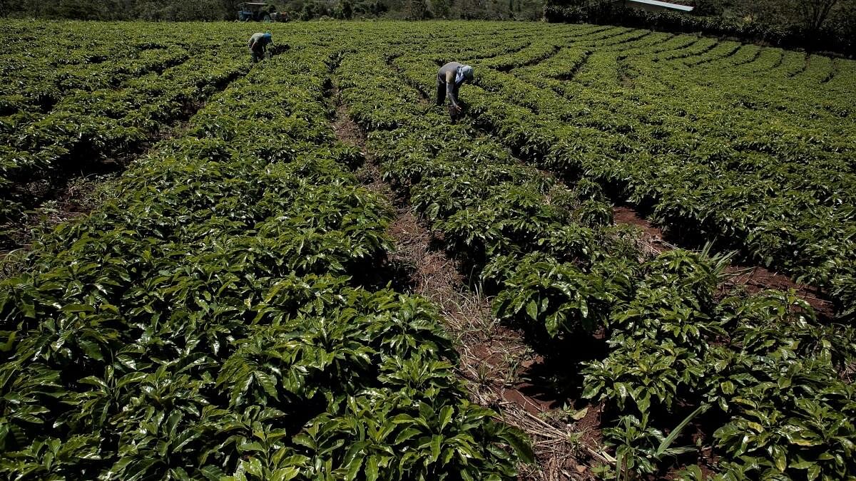 <div class="paragraphs"><p>Representative image for coffee plantation</p></div>