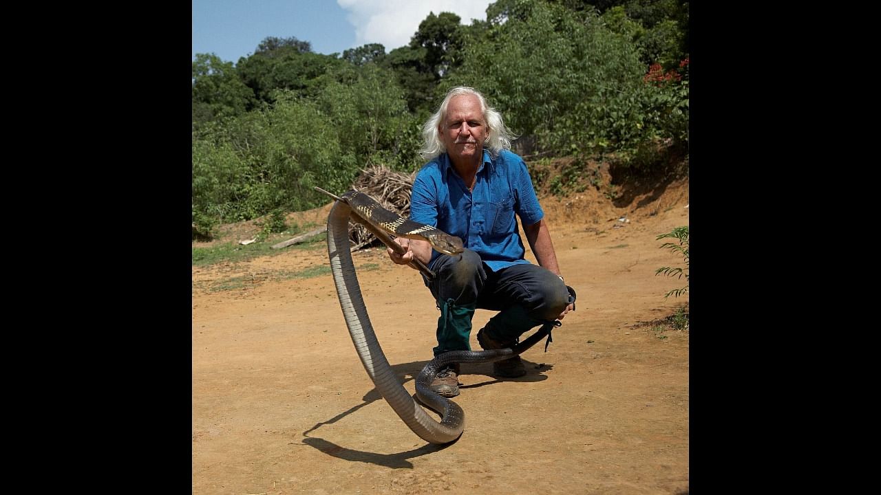 <div class="paragraphs"><p>Romulus Whitaker with&nbsp;a king cobra in Agumbe.&nbsp;</p></div>