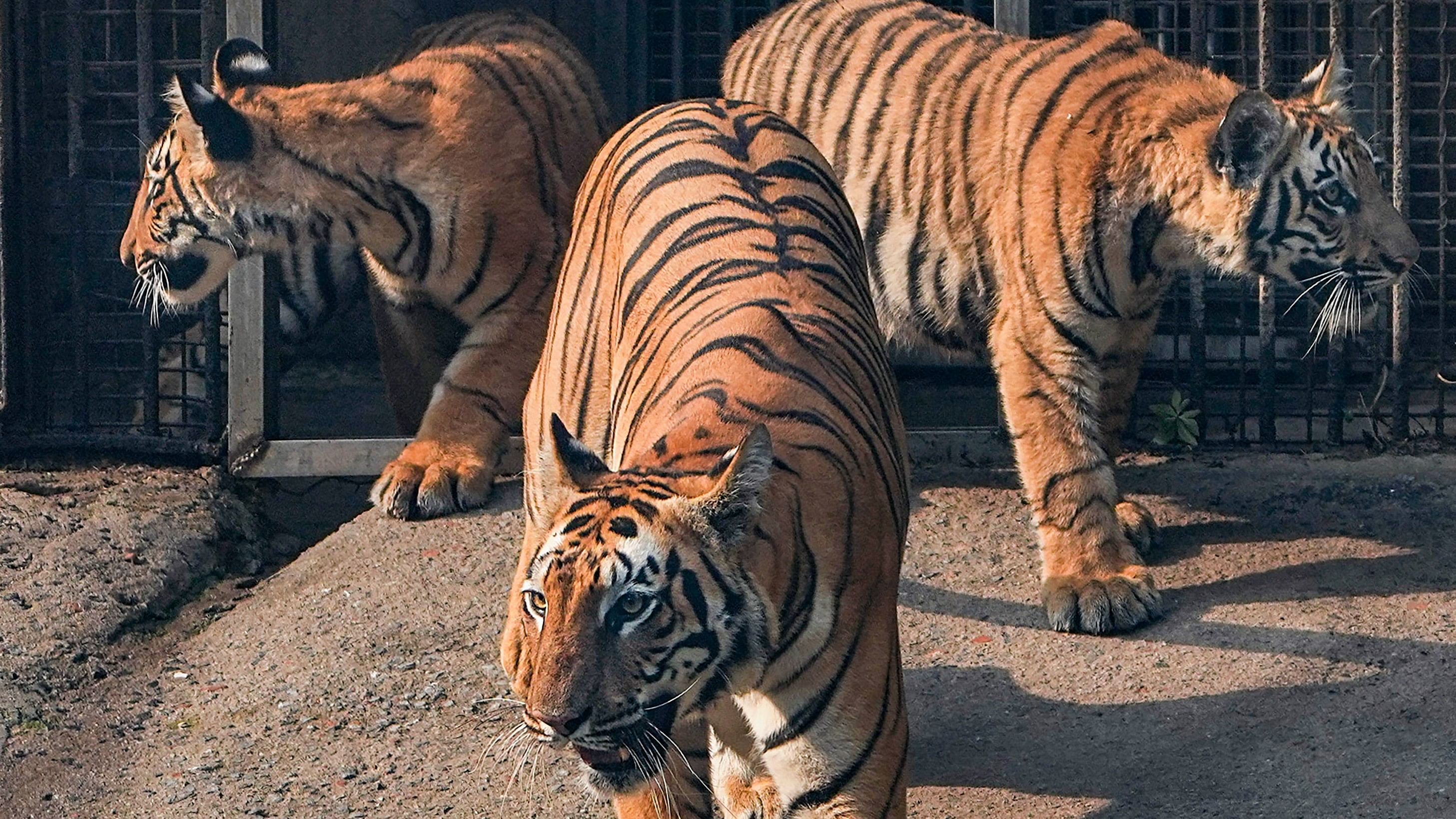 <div class="paragraphs"><p>A photo of tigress  being released in the visitor display area at the National Zoological Park, in New Delhi.</p></div>