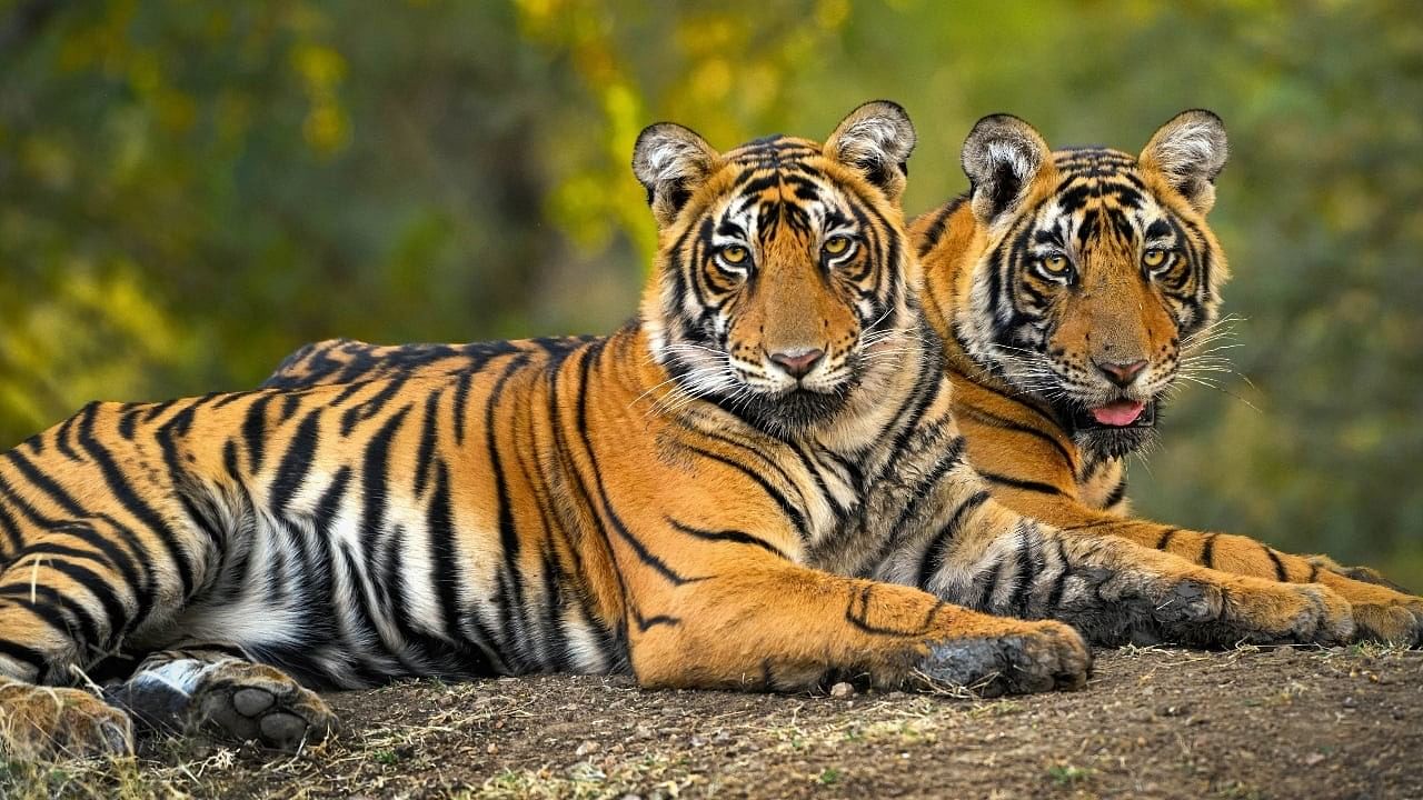 <div class="paragraphs"><p>Tigers at Ranthambore National Park. </p></div>