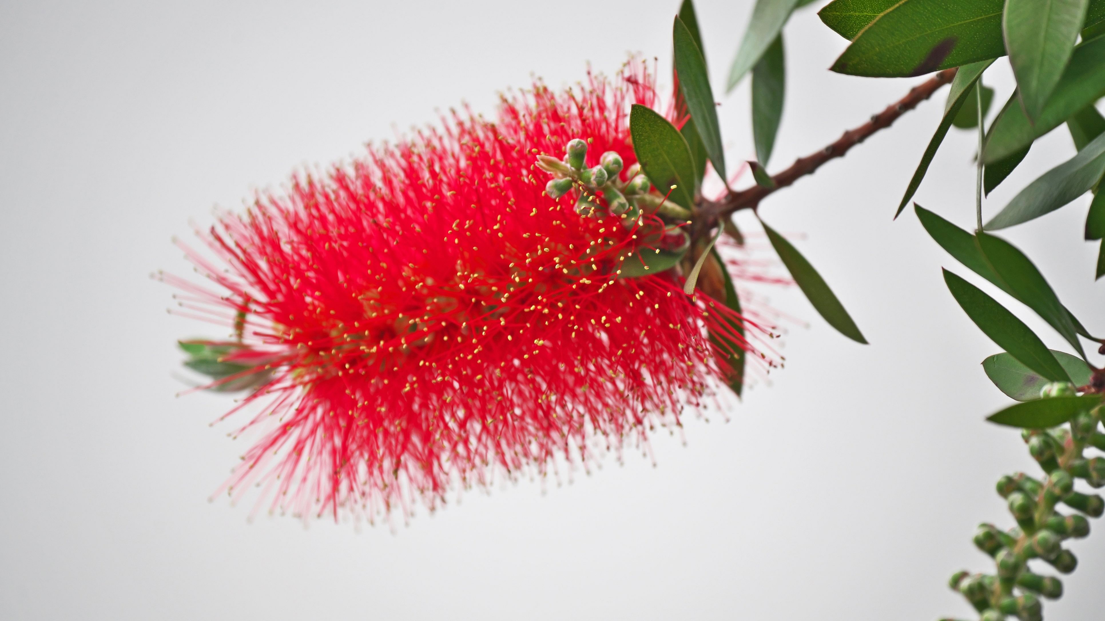 Callistemon
