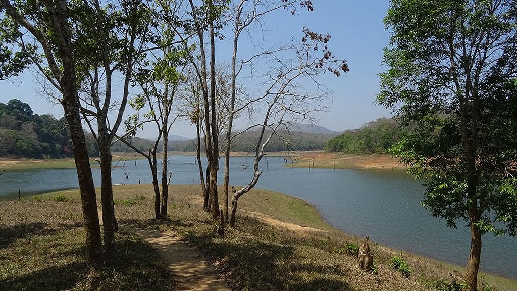 <div class="paragraphs"><p>A view of&nbsp;Periyar Tiger Reserve</p></div>