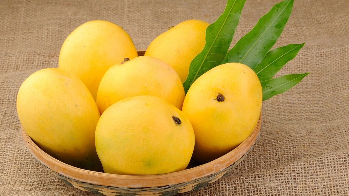 <div class="paragraphs"><p>A photo showing mangoes.</p></div>