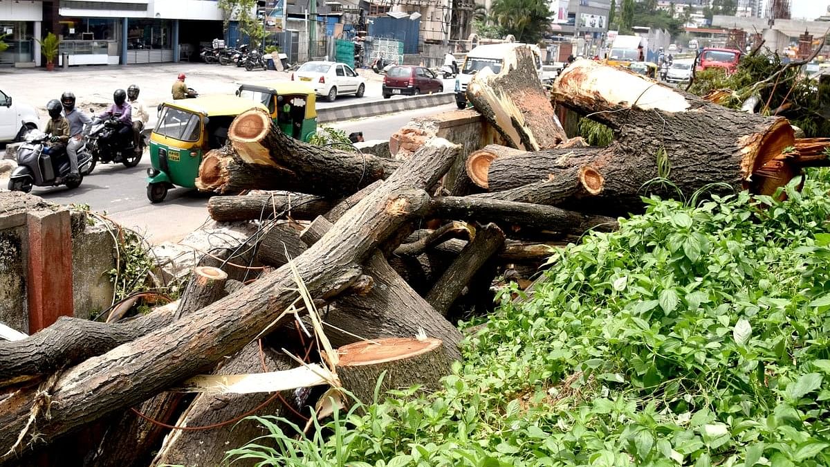 <div class="paragraphs"><p>Several trees have already been axed for various development and infrastructure projects in the city. </p></div>