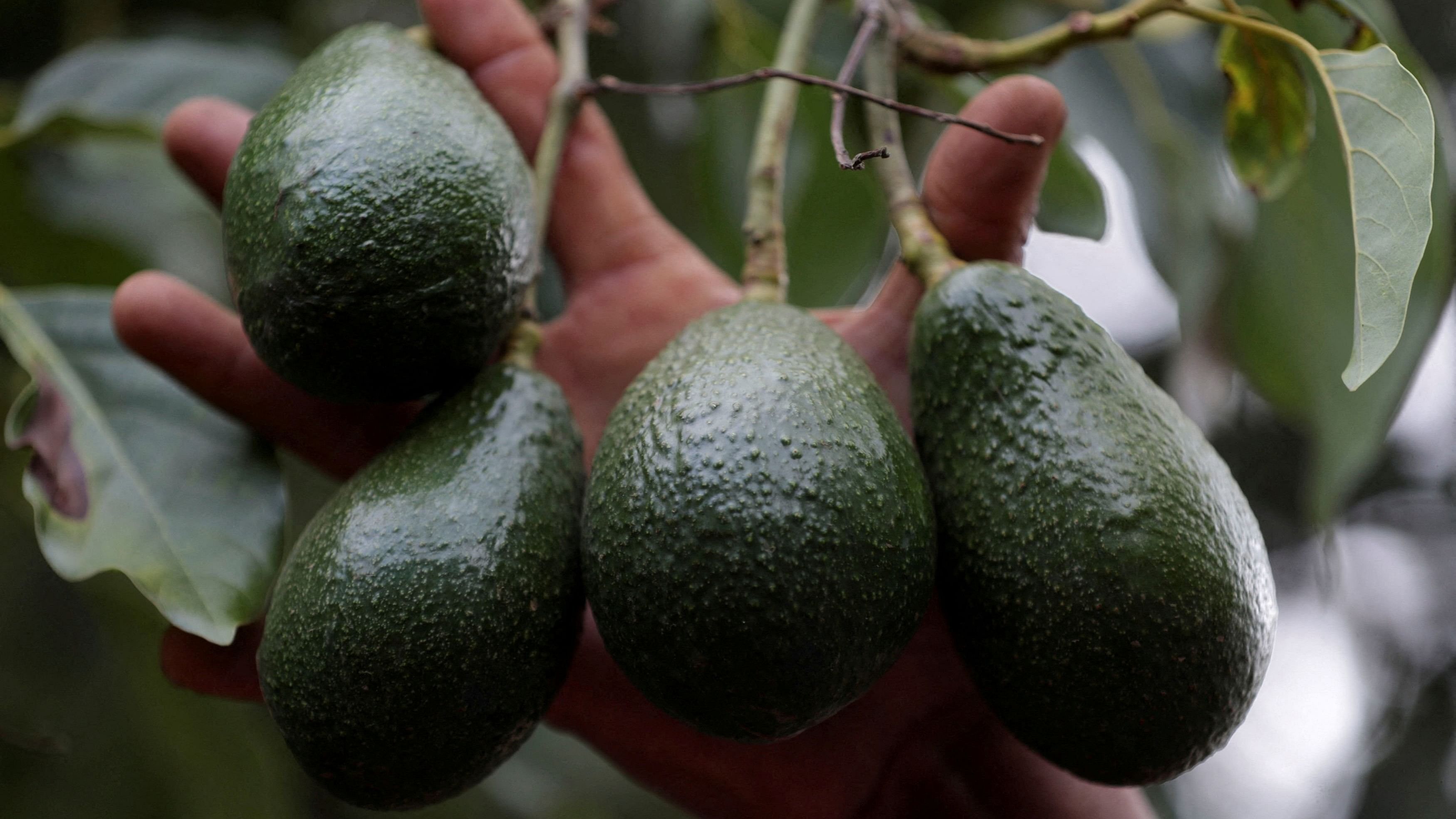 <div class="paragraphs"><p>Like a lot of modern agriculture, most avocado plantations rely heavily on fertiliser and fossil fuels, contributing to rising greenhouse gas emissions.</p></div>