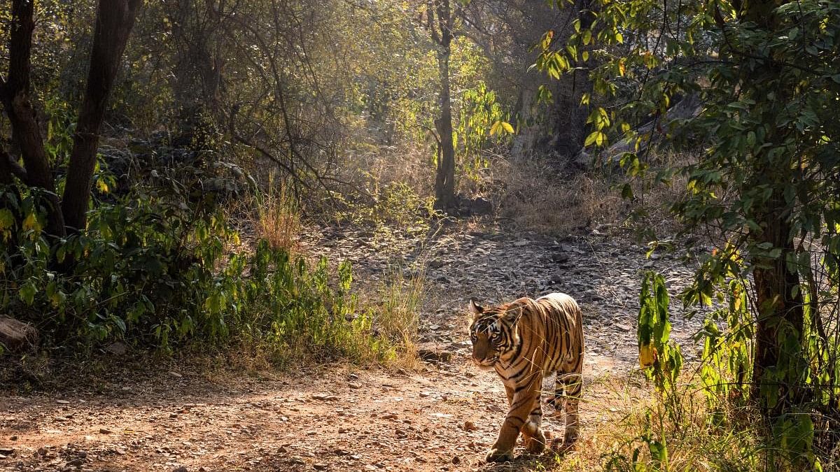 <div class="paragraphs"><p>A Tigress walks in a National Park.</p></div>
