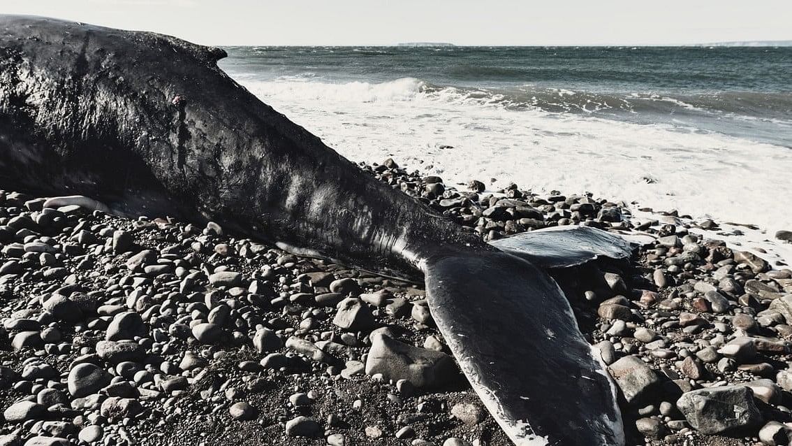 <div class="paragraphs"><p>Representative image showing a whale&nbsp;carcass.</p></div>