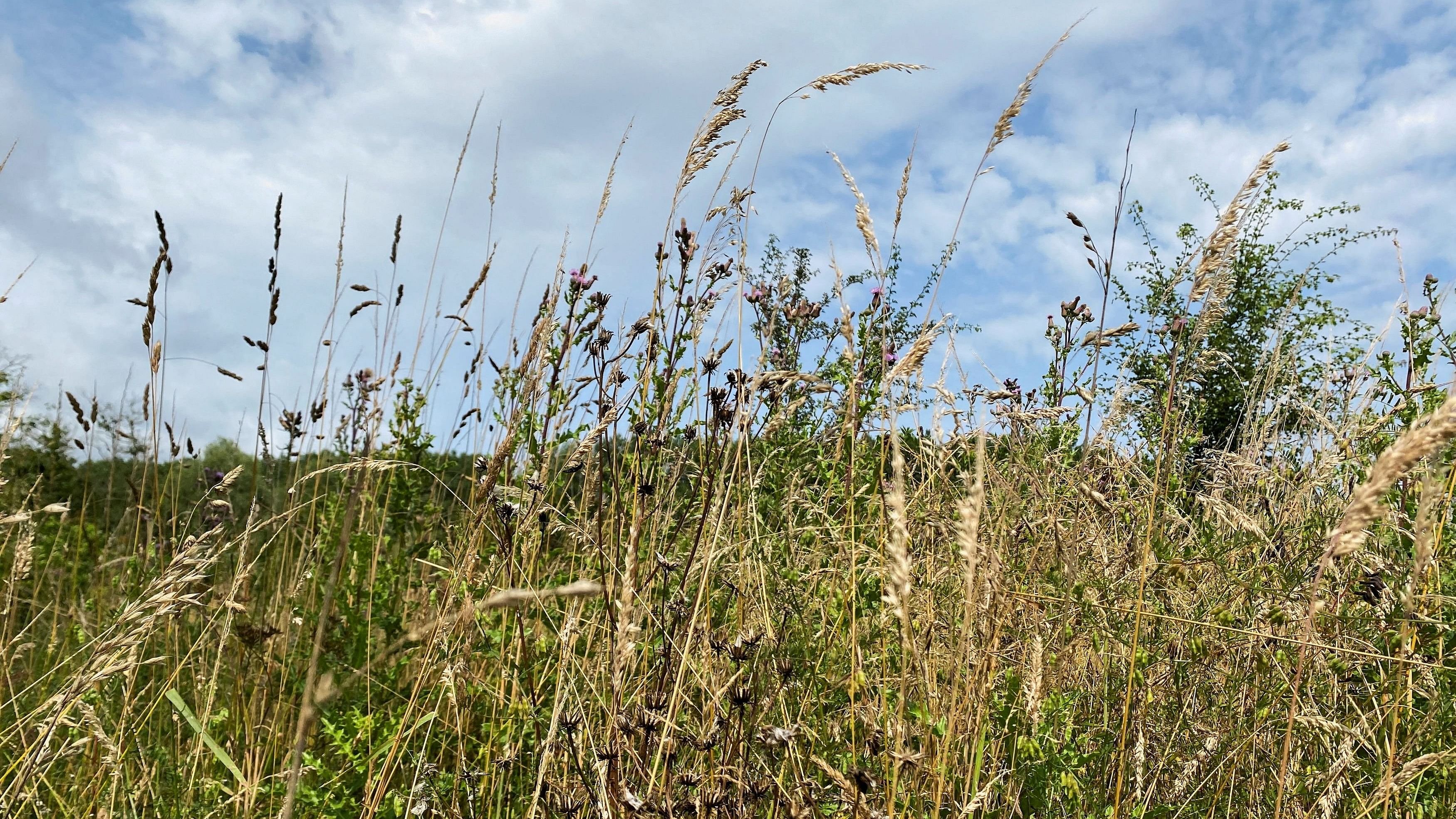 <div class="paragraphs"><p>File photo showing the Doode Bemde nature reserve near the Belgian city of Leuven, in Oud-Heverlee, Belgium.</p></div>