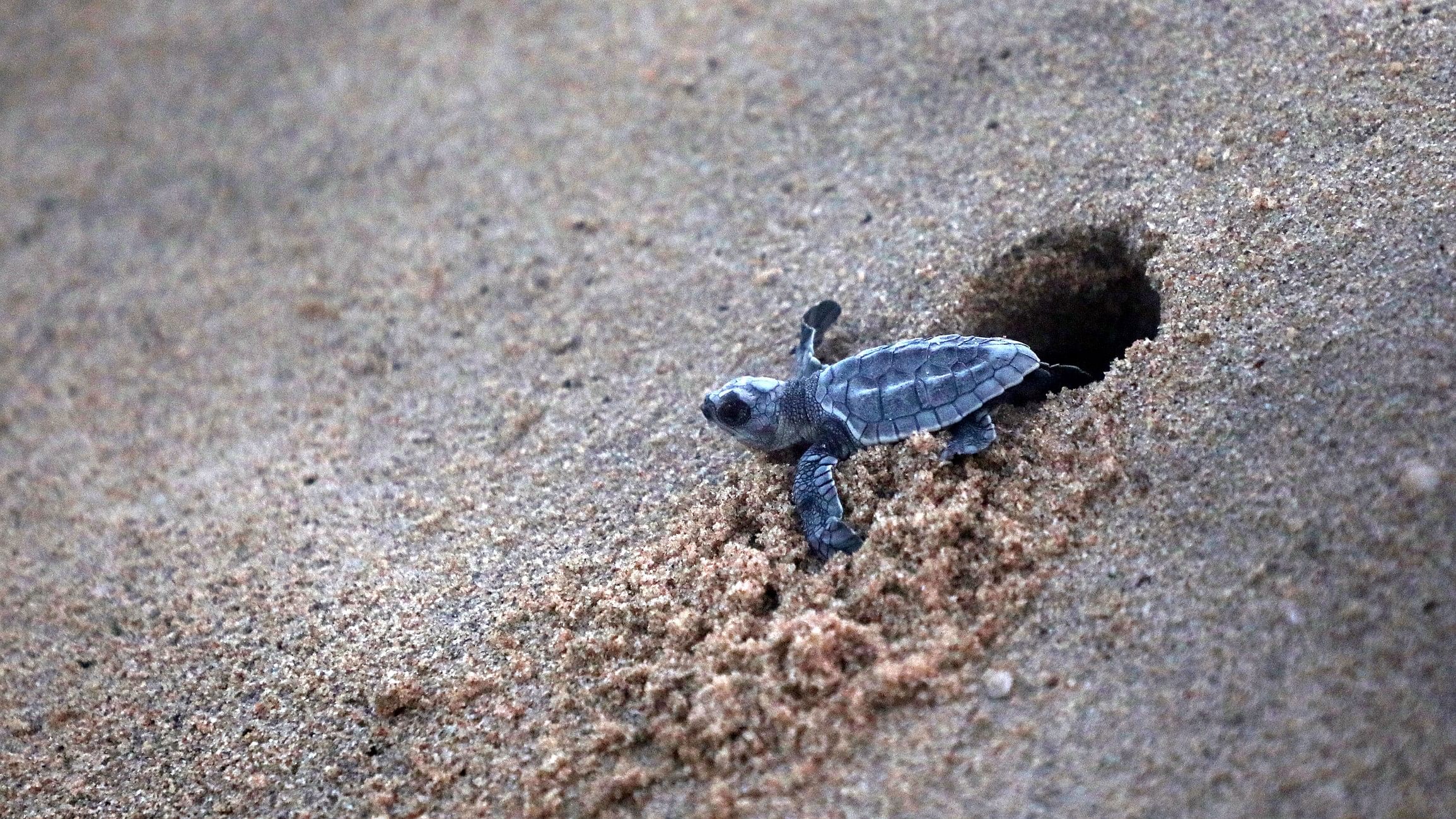 <div class="paragraphs"><p>Representative image showing a turtle being let into the sea.</p></div>