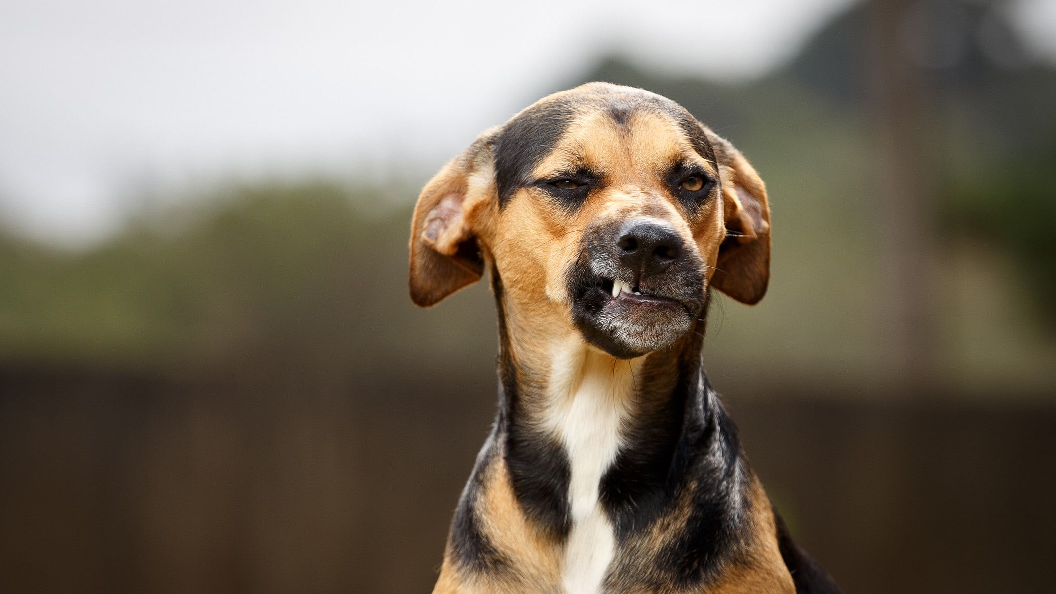 <div class="paragraphs"><p>Representative image of a stray dog.</p></div>