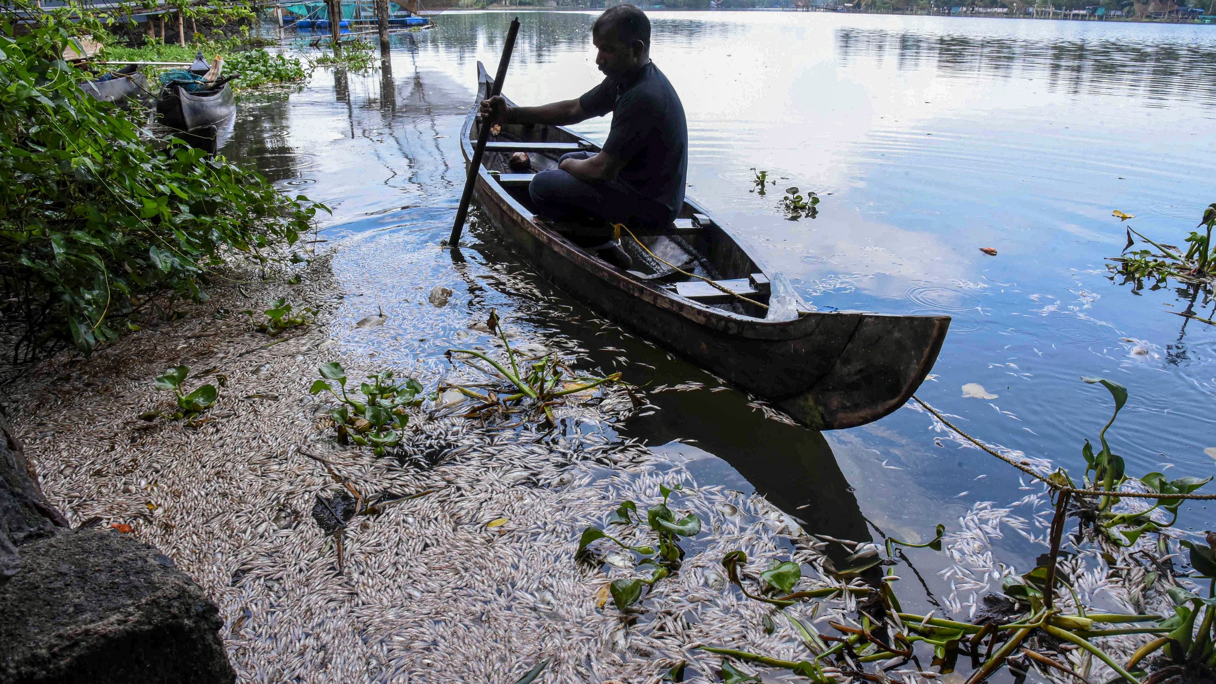 <div class="paragraphs"><p>Dead fish float in the Periyar river following the suspected release of industrial effluents.&nbsp; </p></div>