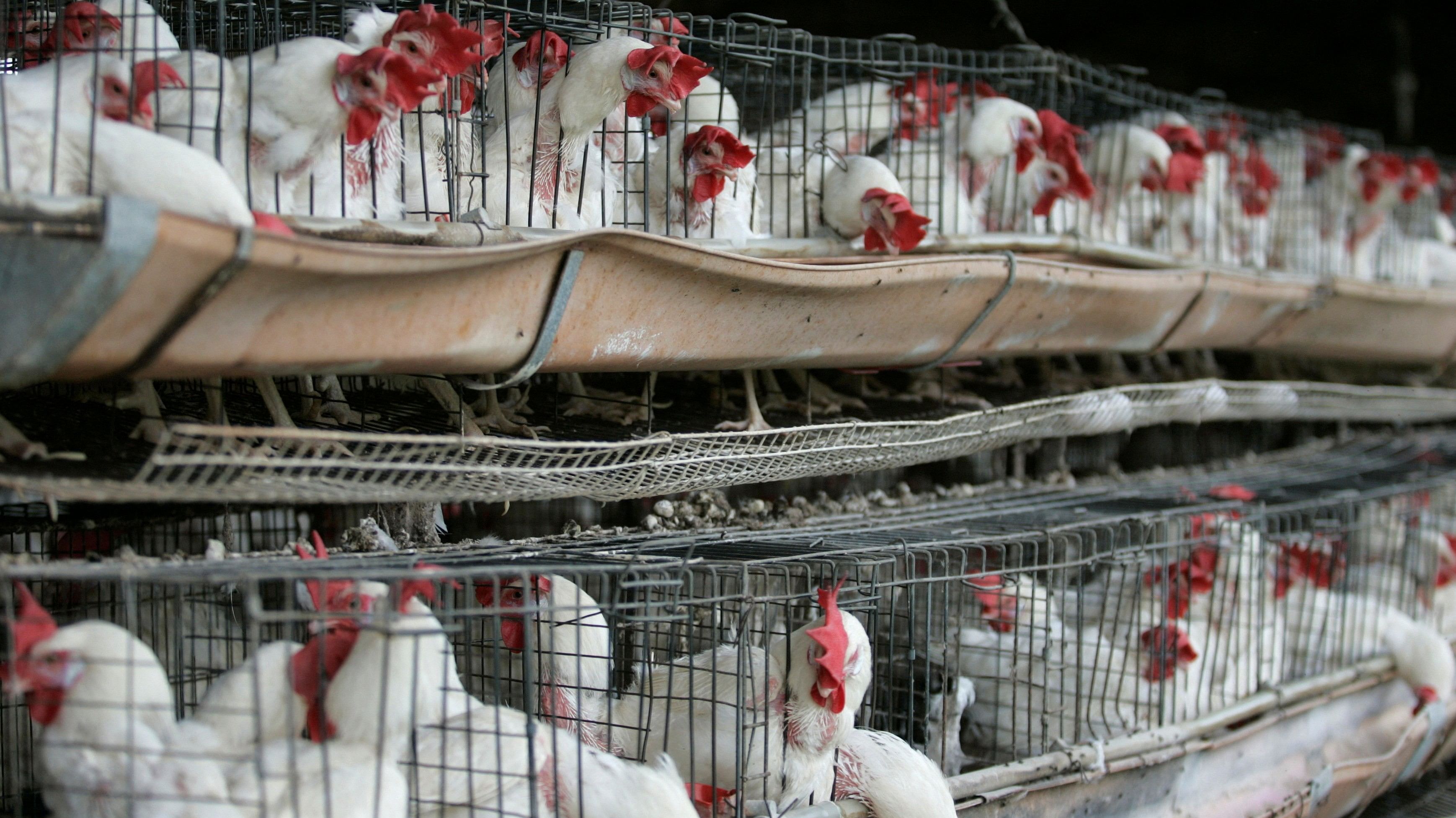 <div class="paragraphs"><p>Representative image of chickens sitting in their enclosures at a poultry farm.</p></div>