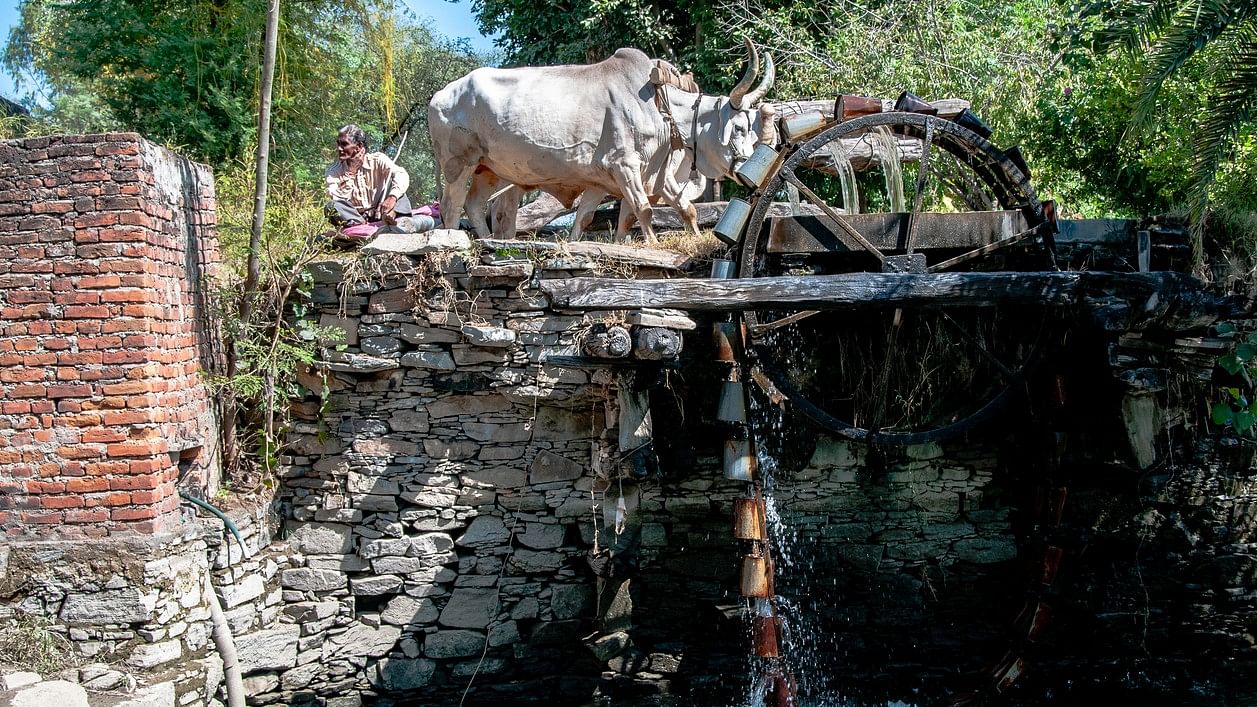 <div class="paragraphs"><p>An image showing bovine creatures and a water wheel. Image for representational purposes only.</p></div>