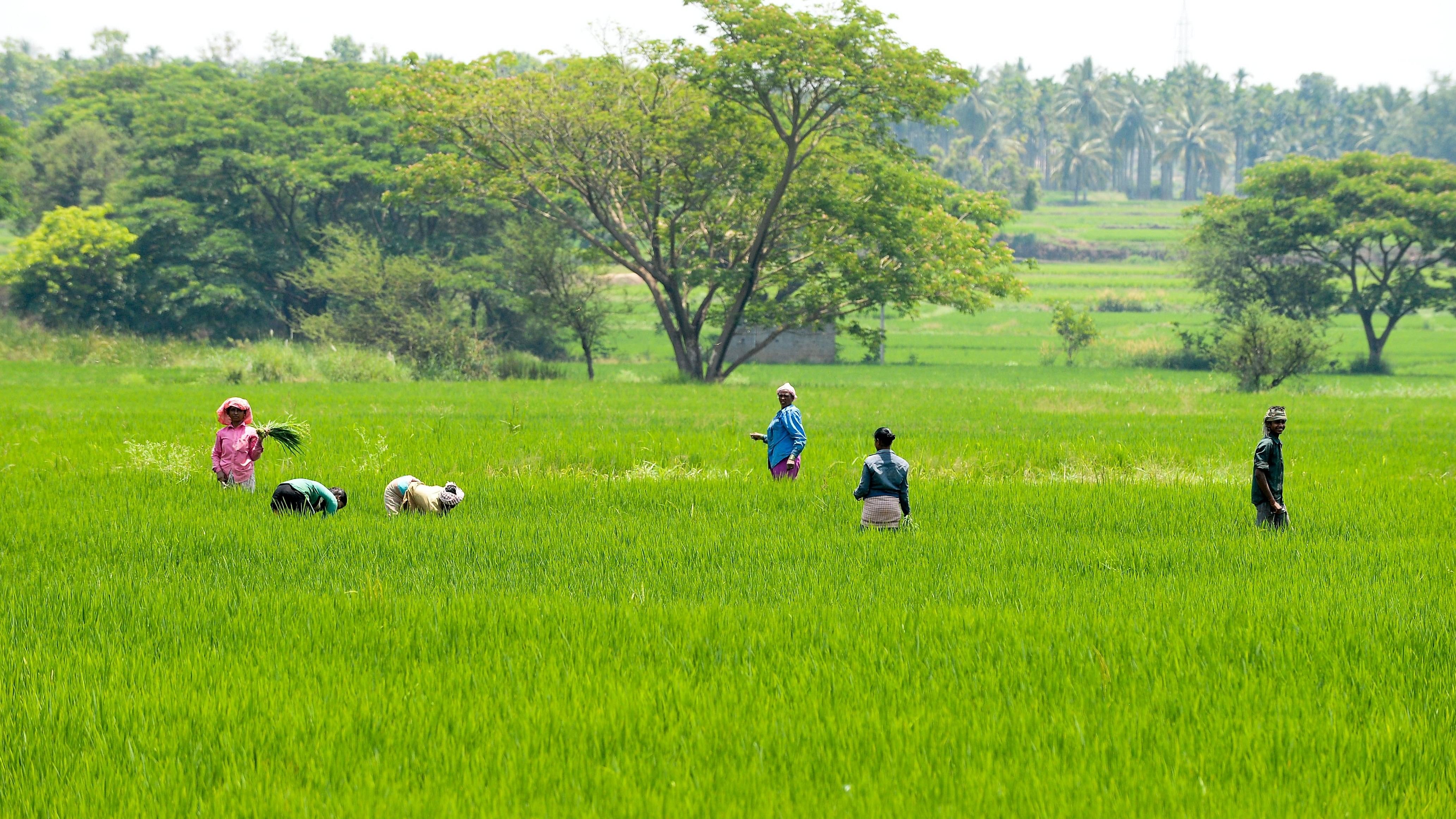 <div class="paragraphs"><p>India lost about 53 lakh large trees between 2018 and 2022. In pic, people harvest paddy on a farm with trees in Davangere district.</p></div>