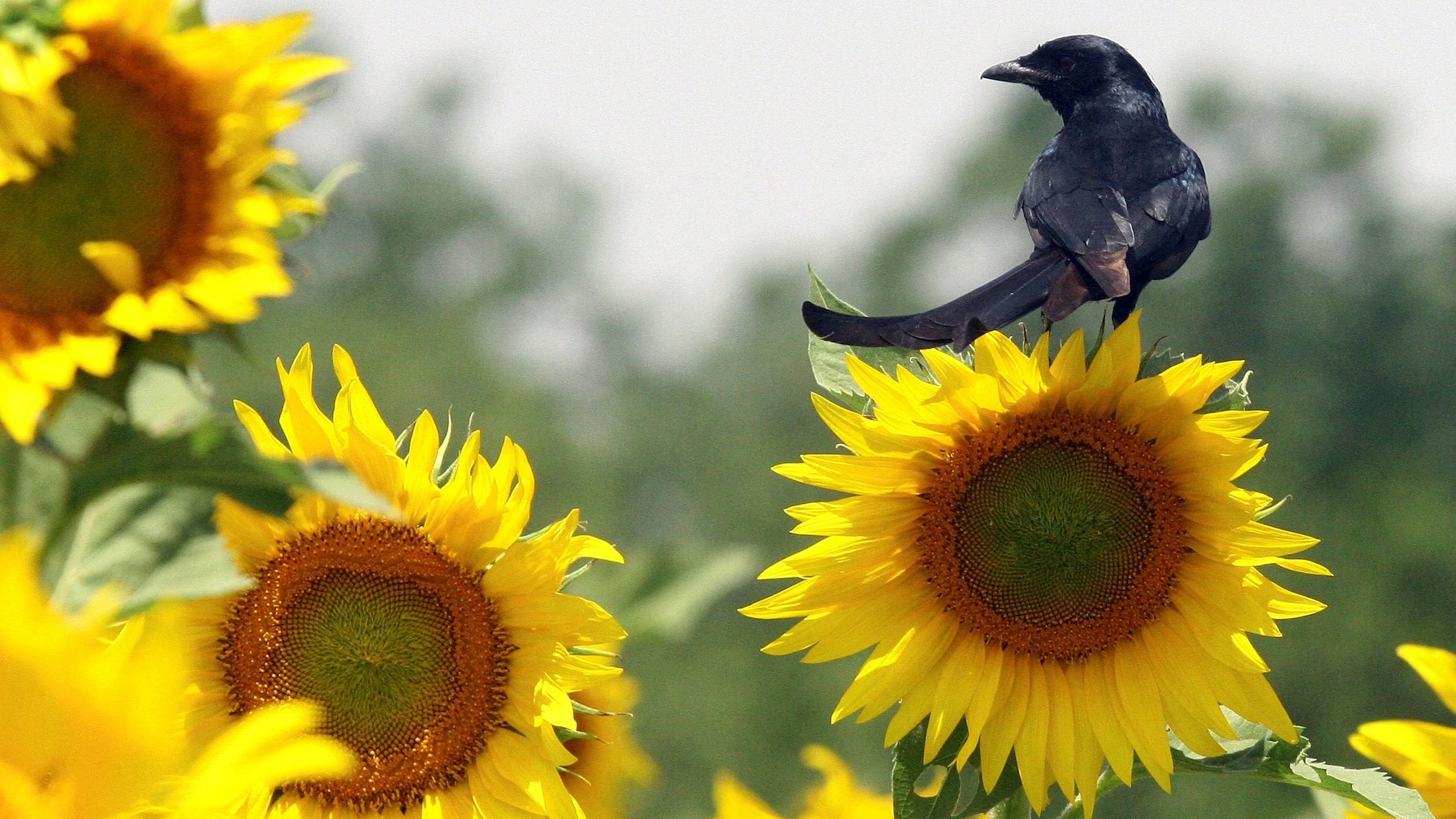 <div class="paragraphs"><p>File Photo : A bird sits on a sunflower at a field.</p></div>