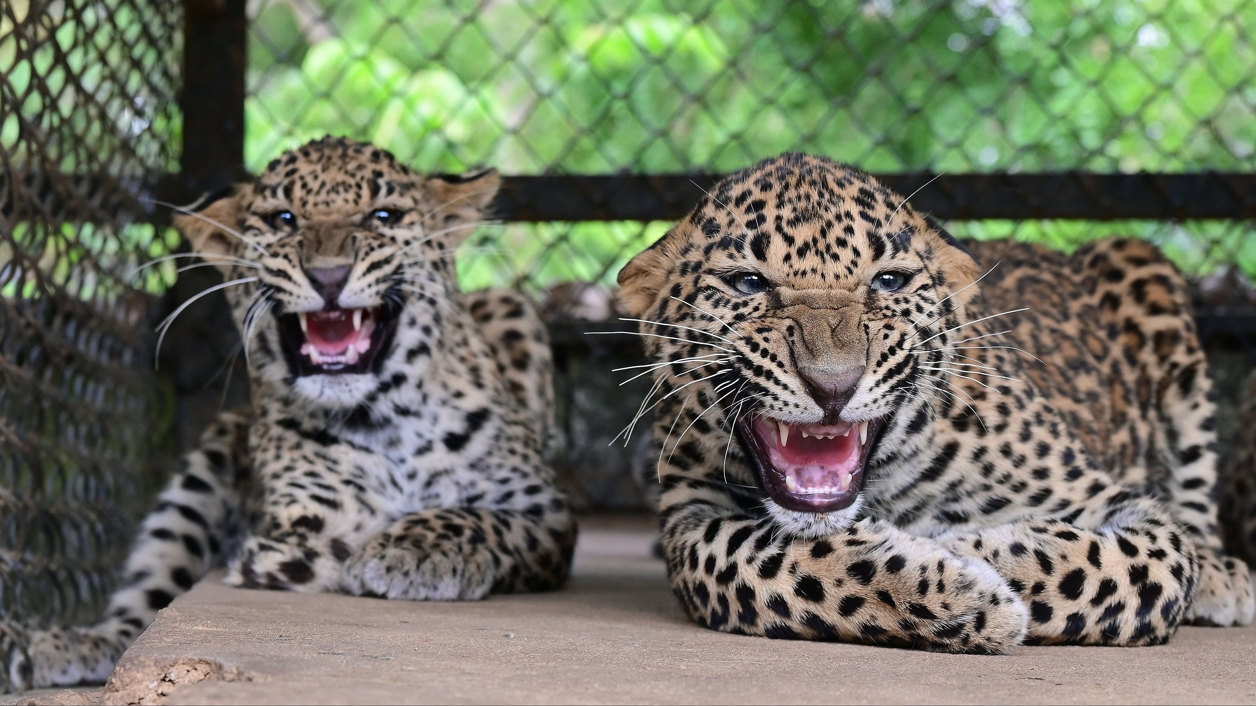 <div class="paragraphs"><p>The park has 70 leopards, of which 12 will be released into the open enclosure of 50 acres.</p></div>