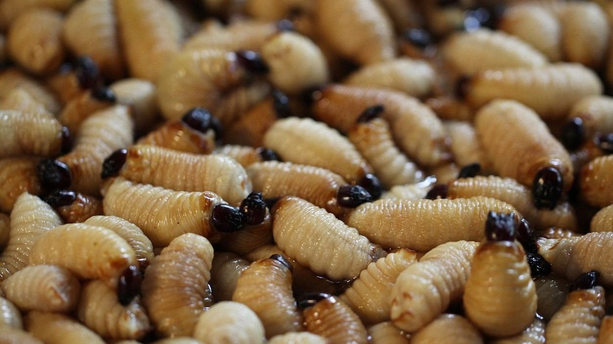 <div class="paragraphs"><p>According to the UN Food and Agriculture Organisation, insects can be a rich source of fat, protein, vitamins, fibre and minerals. Representative image</p></div>